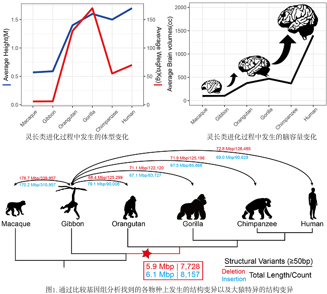 宿兵课题组报道灵长类进化中大猿特异的基因组结构变异及其对大猿创新表型起源的贡献