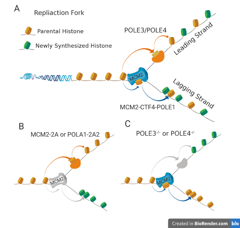 Nature Genetics：甘海云团队揭示亲代组蛋白遗传影响小鼠胚胎干细胞分化和早期胚胎发育