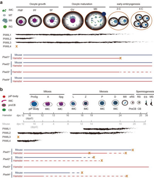 研究揭示PIWI亚家族蛋白在哺乳动物配子发生和早期胚胎发育中的非冗余功能