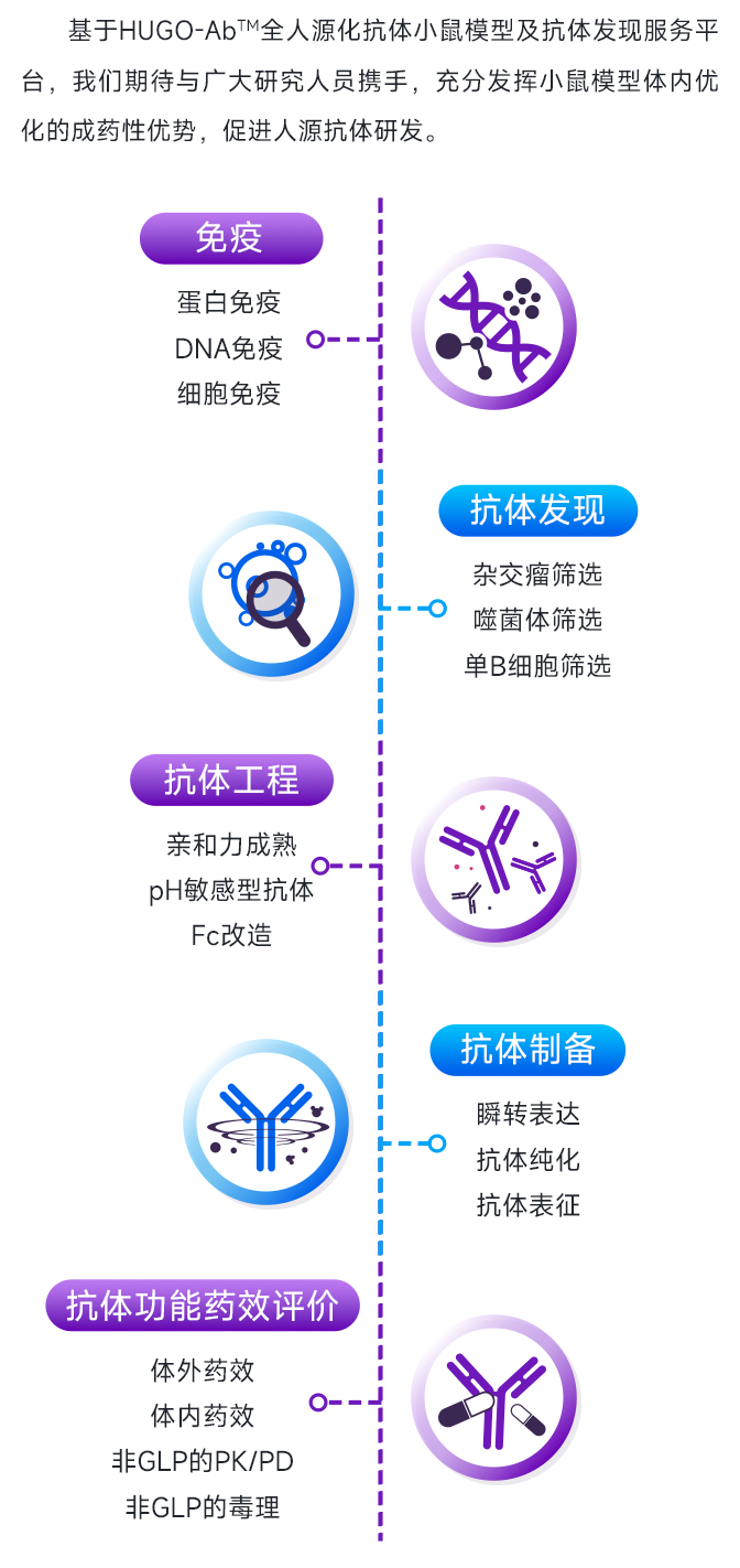 HUGO-Ab™全人源化抗体小鼠助力治疗性抗体新药研发，诚邀全球研究人员合作试用