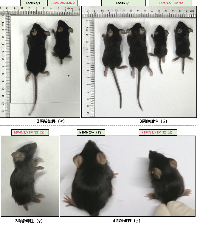 小核酸药物评价模型—B6-hSMN2(SMA)小鼠