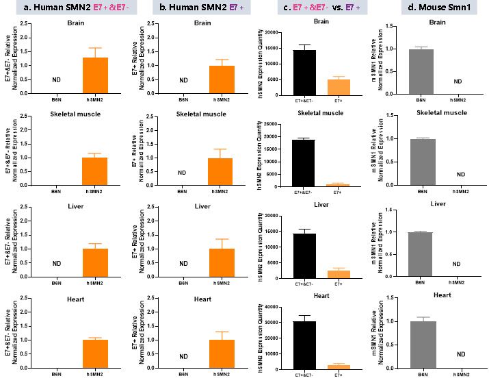 小核酸药物评价模型—B6-hSMN2(SMA)小鼠