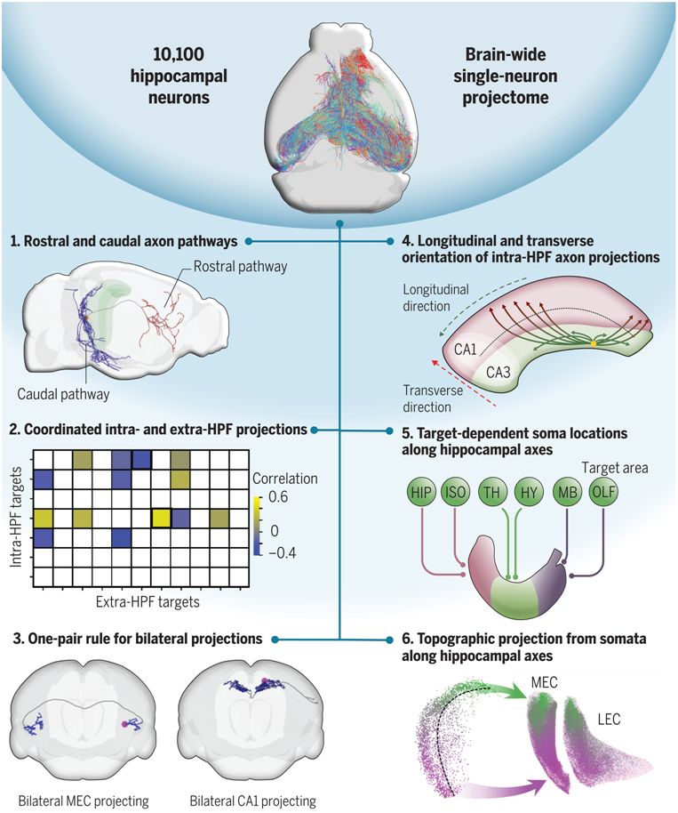 Science：我国科学家揭示小鼠海马体单神经元全脑投射原理