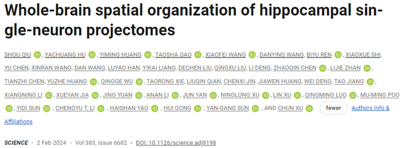 Science：我国科学家揭示小鼠海马体单神经元全脑投射原理