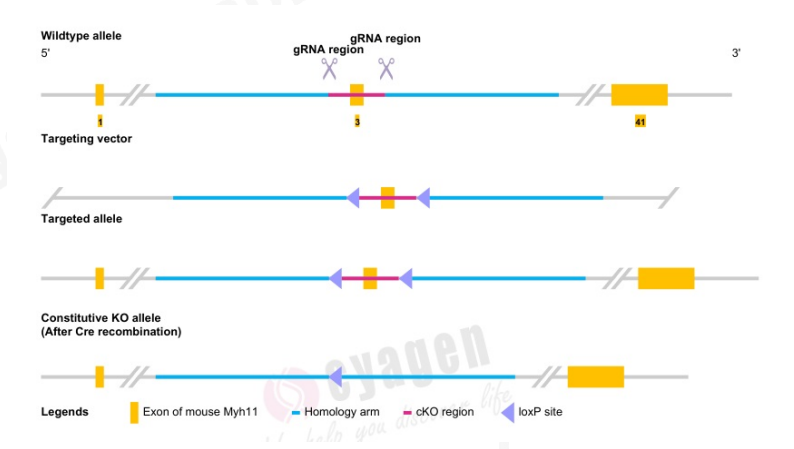 弗吉尼亚大学发现全新Myh11-CreERT2-RAD小鼠可作为平滑肌细胞研究的新工具