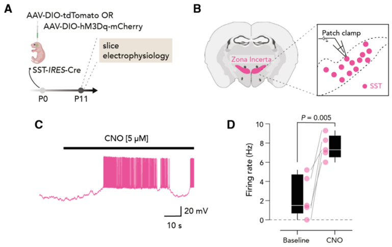 Science：新研究发现在母鼠与幼鼠互动时，幼鼠大脑未定区中的神经元变得更加活跃